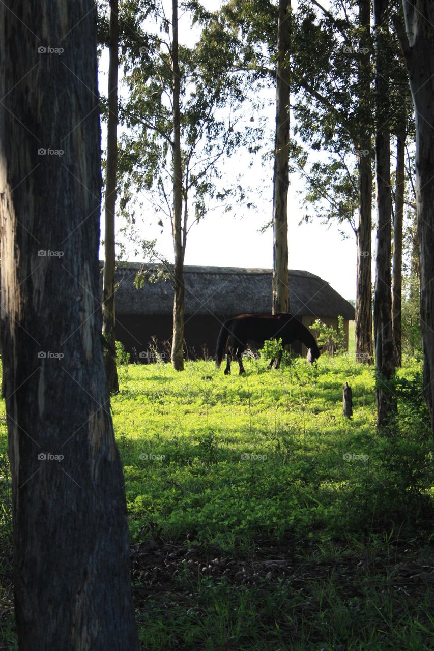 Farm in the Drakensberg. South Africa.