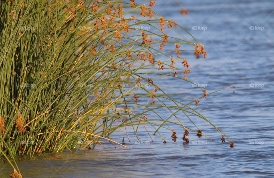 Water and reeds