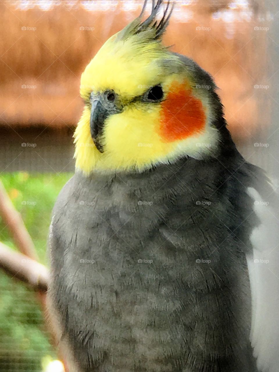 Orange cheeks on yellow cockatiel 