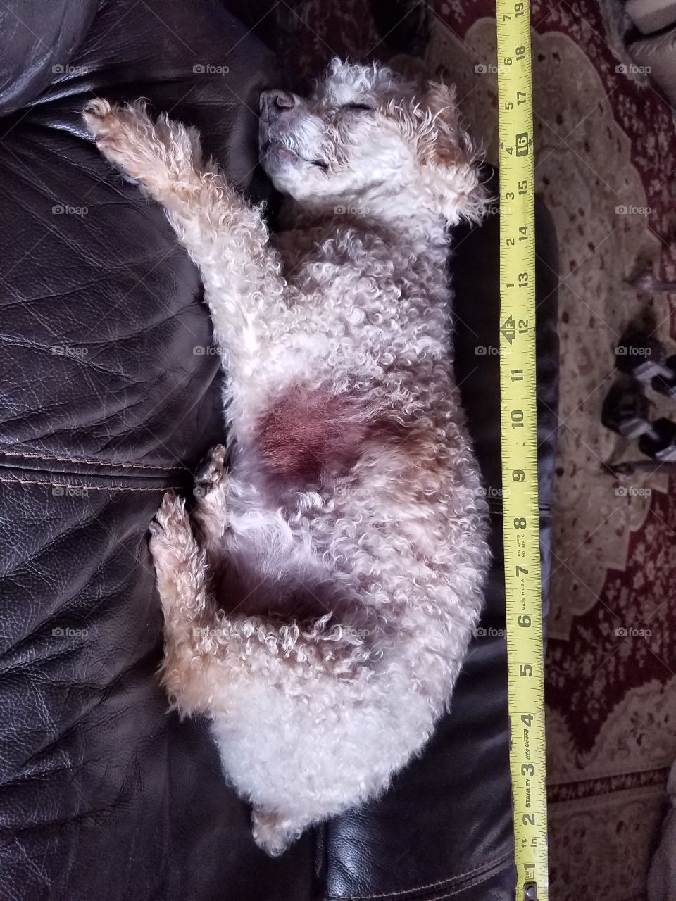 Tape measured sleeping dog, 17"