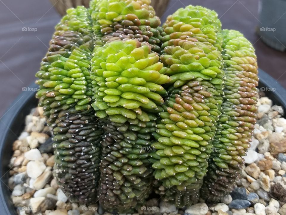succulent. cactus.