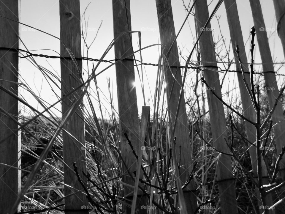 In The Weeds at the Fence