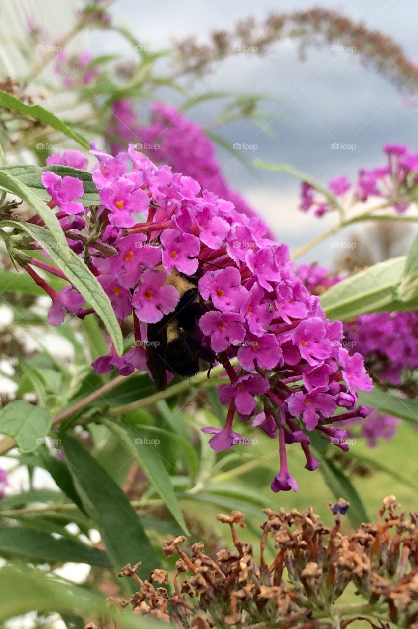 Bee with pink flower