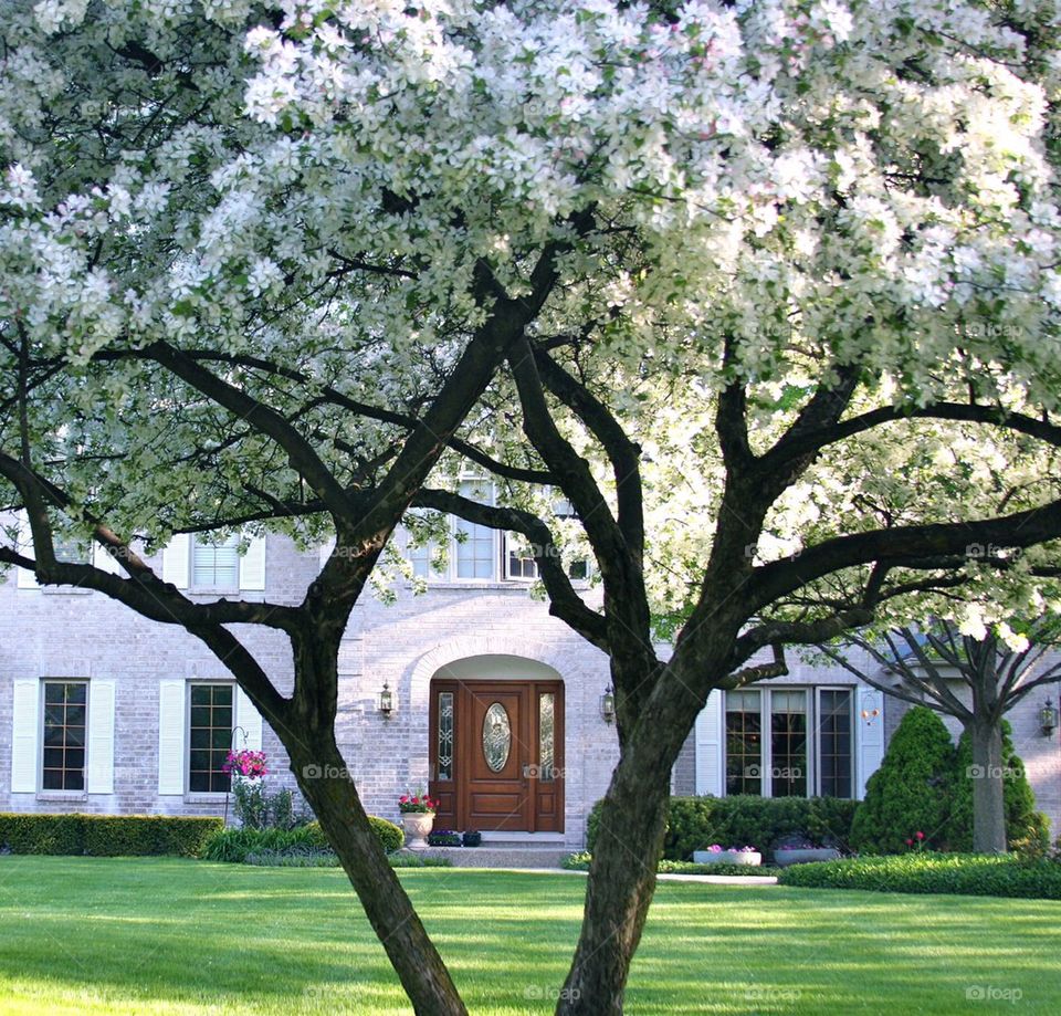 Tree Framed Photograph