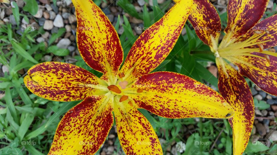 Lily Red & Yellow