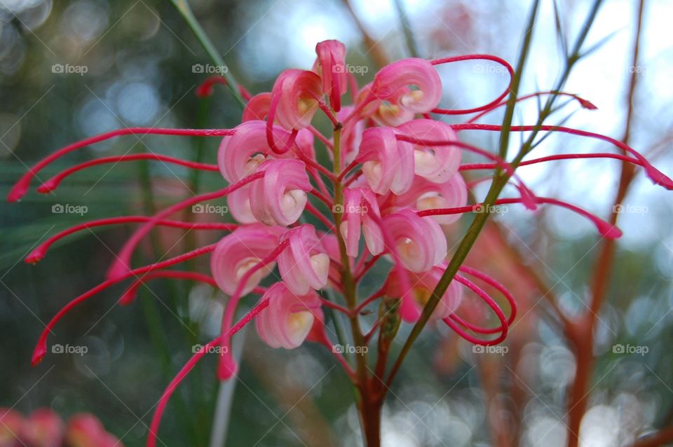 Close-up of a beautiful flower 