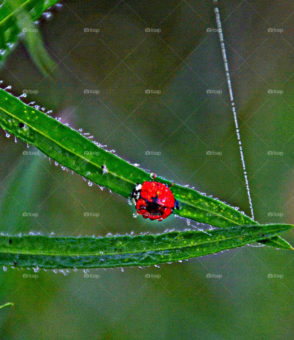 Liquids are cool - A ladybug walks up a dew covered green blade of grass