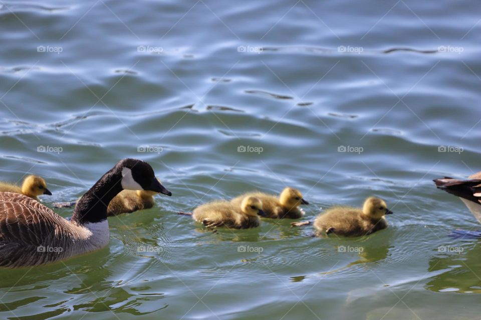 Duck and ducklings 