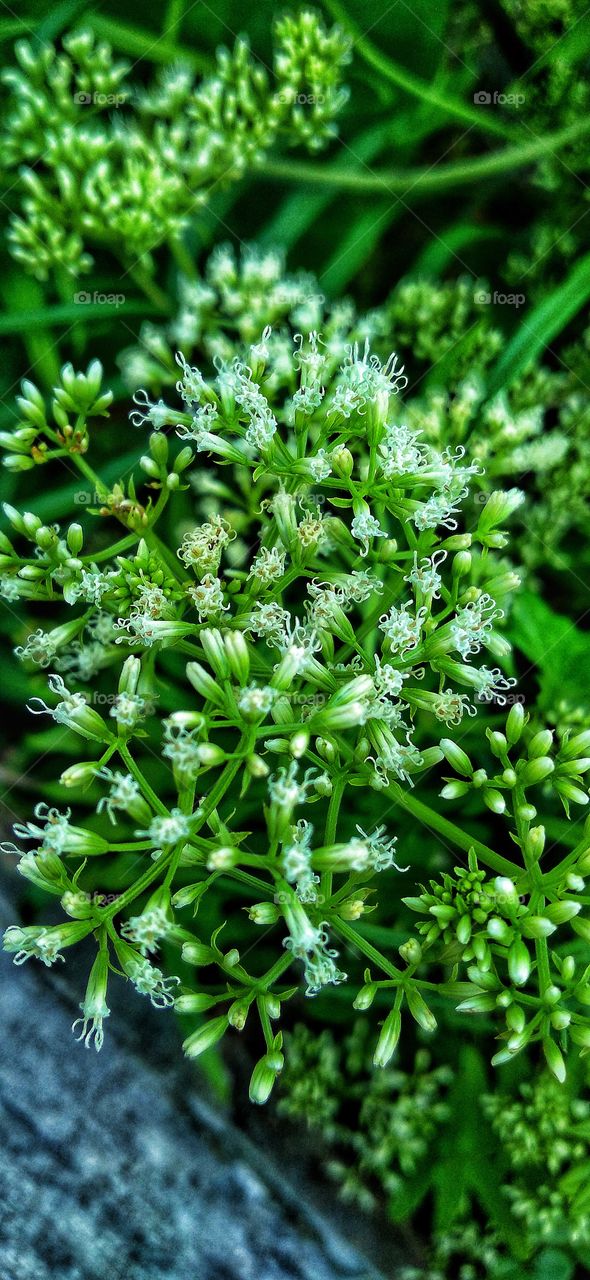 Mikania micrantha Kunth is a creeping weed plant.