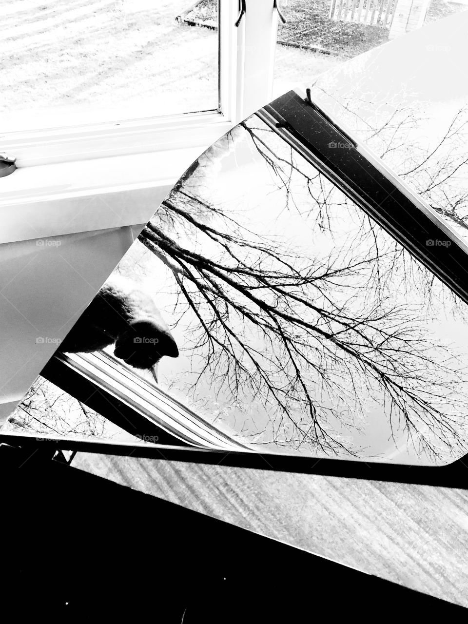 Black and white photo showing reflection of trees and cat sitting in window, reflecting from top of baby grand cover lid. 