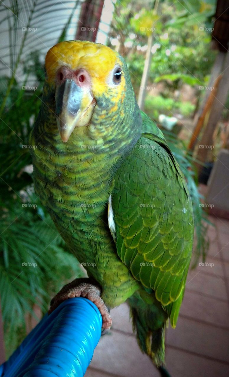 Close-up of parrot looking at camera
