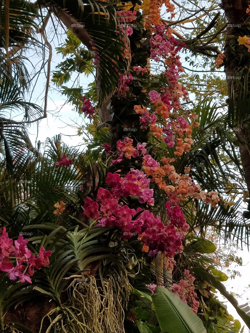 Epcot Mexico Orchids