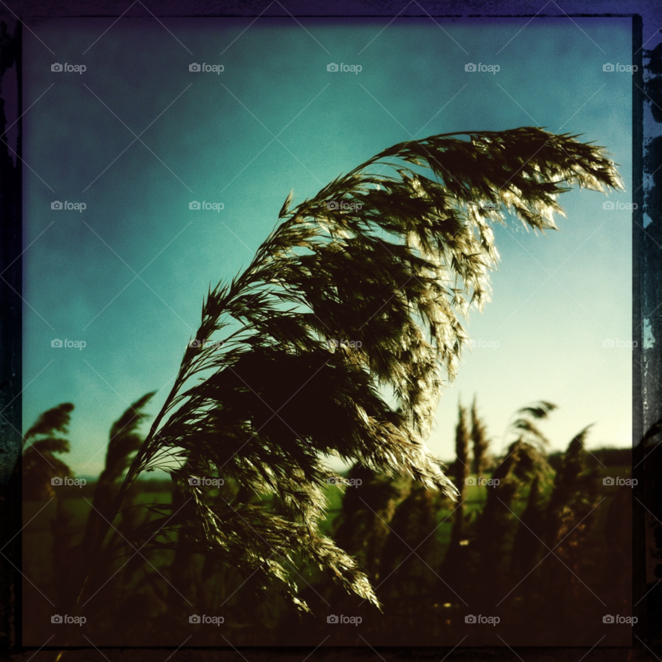 sky grass wind country by uolza