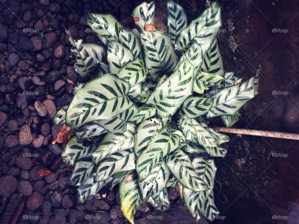 daun garis hijau