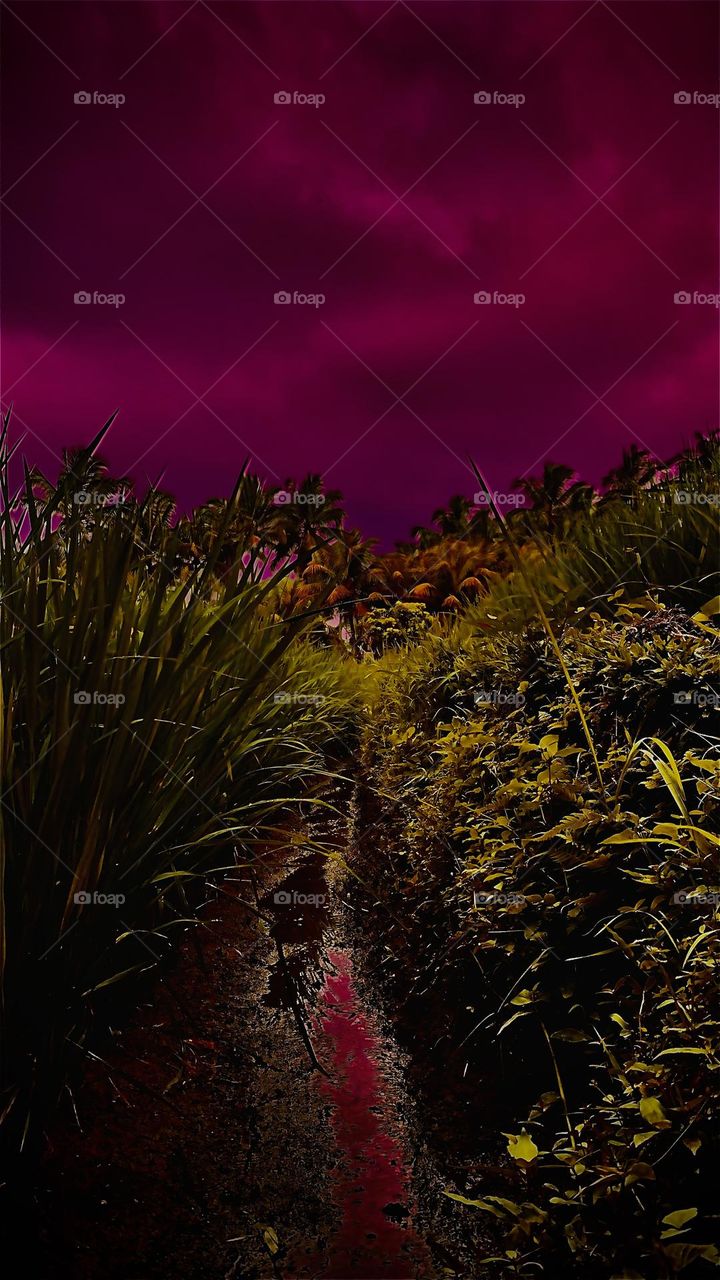 Rice field view dark design images