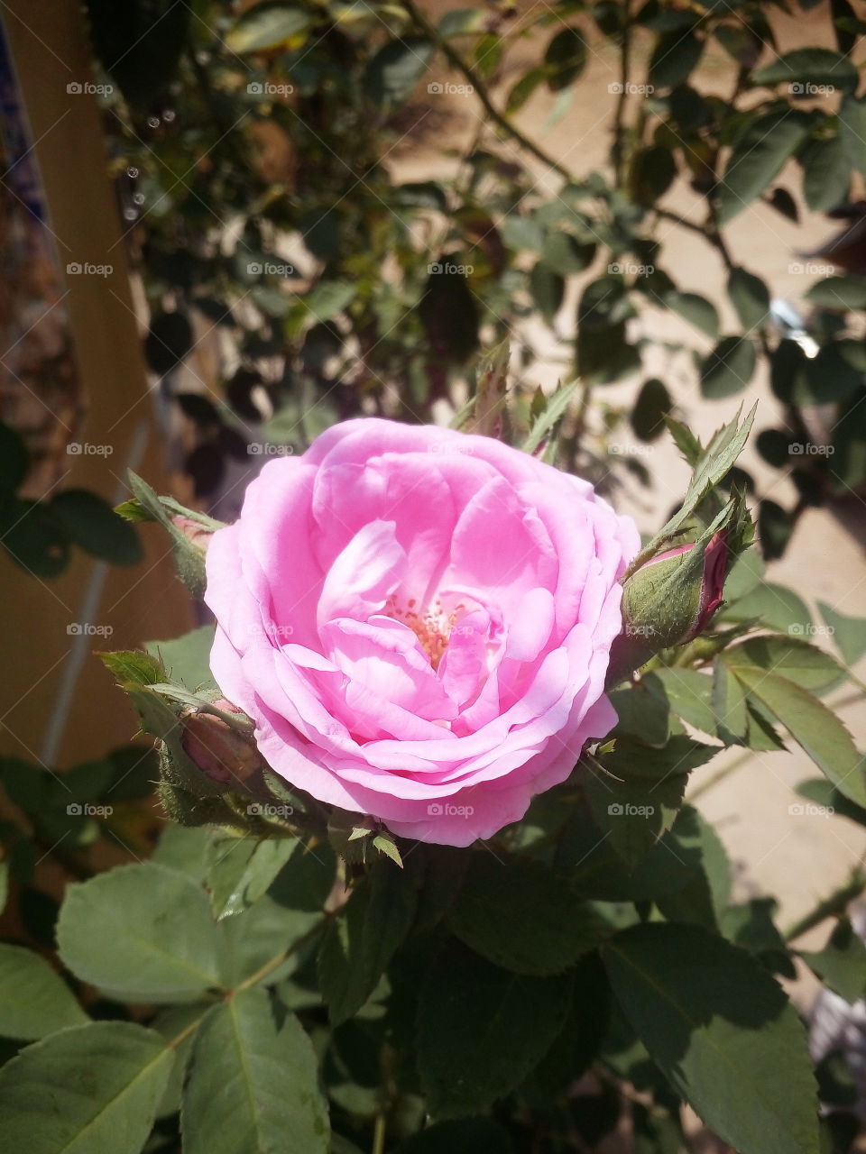 pink color beautiful rose in my garden