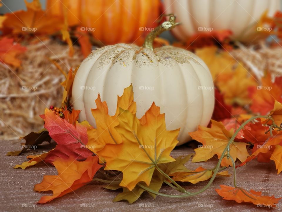 White Pumkins Fall scene
