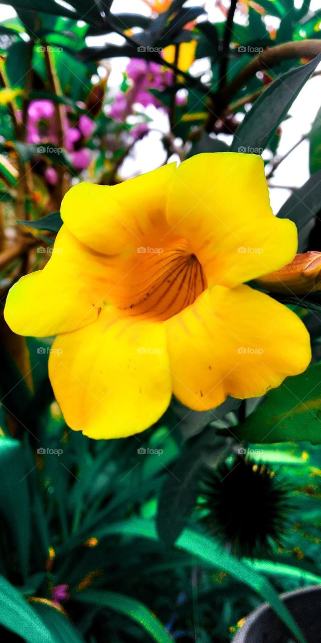 Portrait yellow flower in the garden