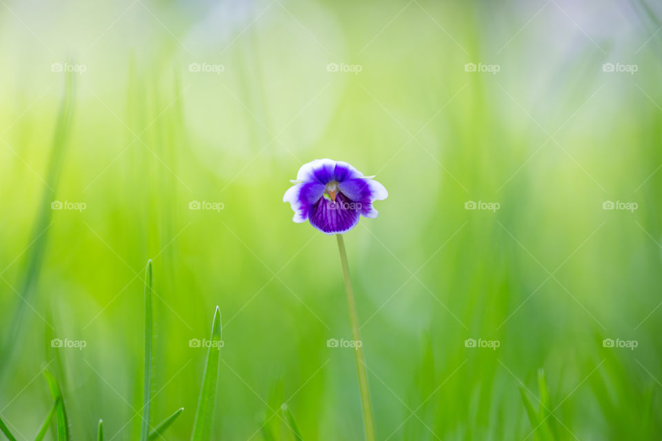 first sign of spring - flowers! Image of purple flower