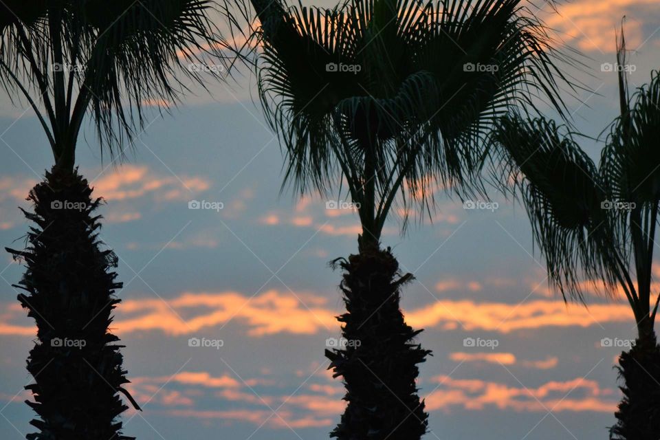 palm trees as the sun goes down