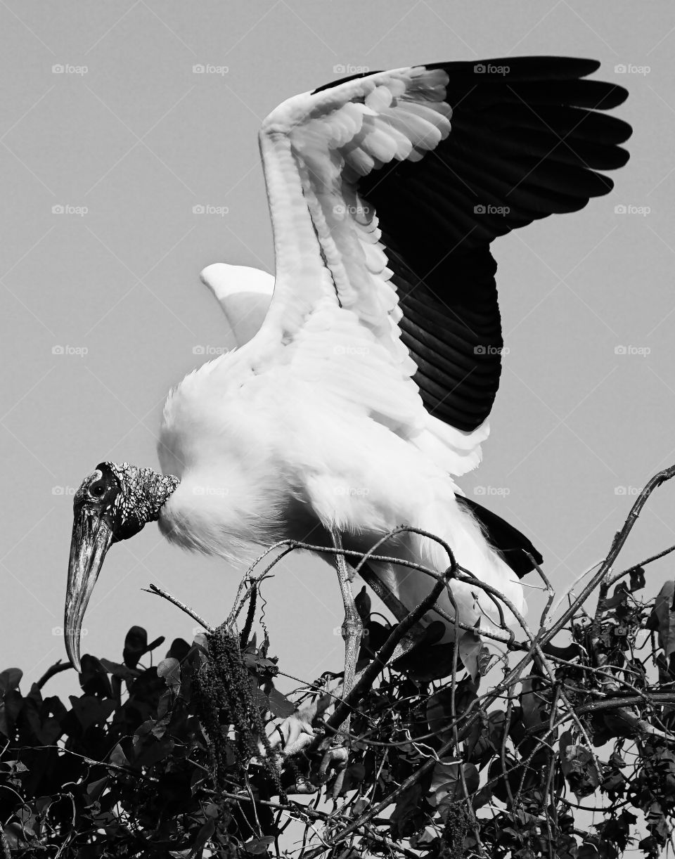 Wood Stork landing