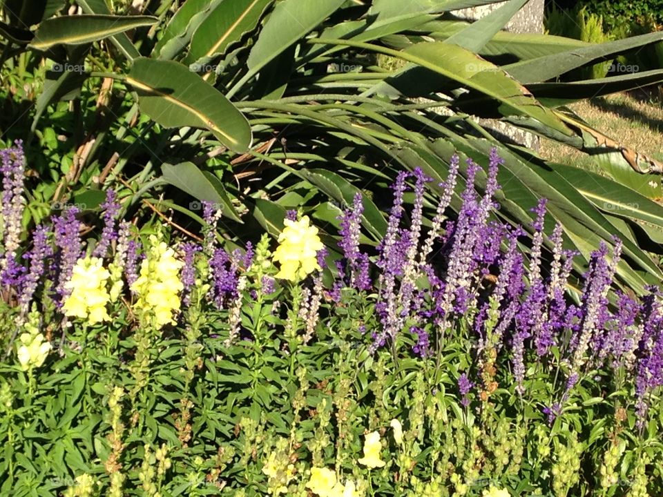 Snap dragons and salvias 