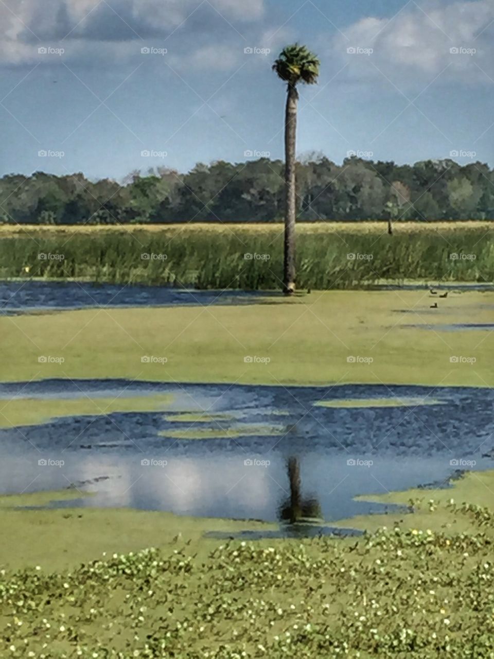 Lone palm tree in wetlands 