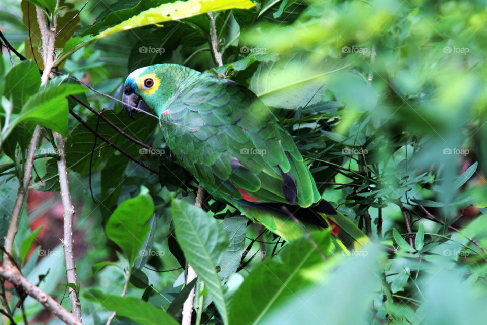 papagaio