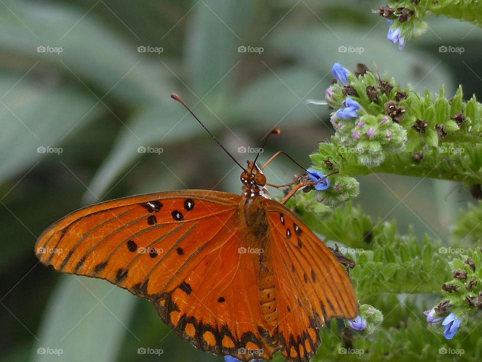 Bright orange butterfly 