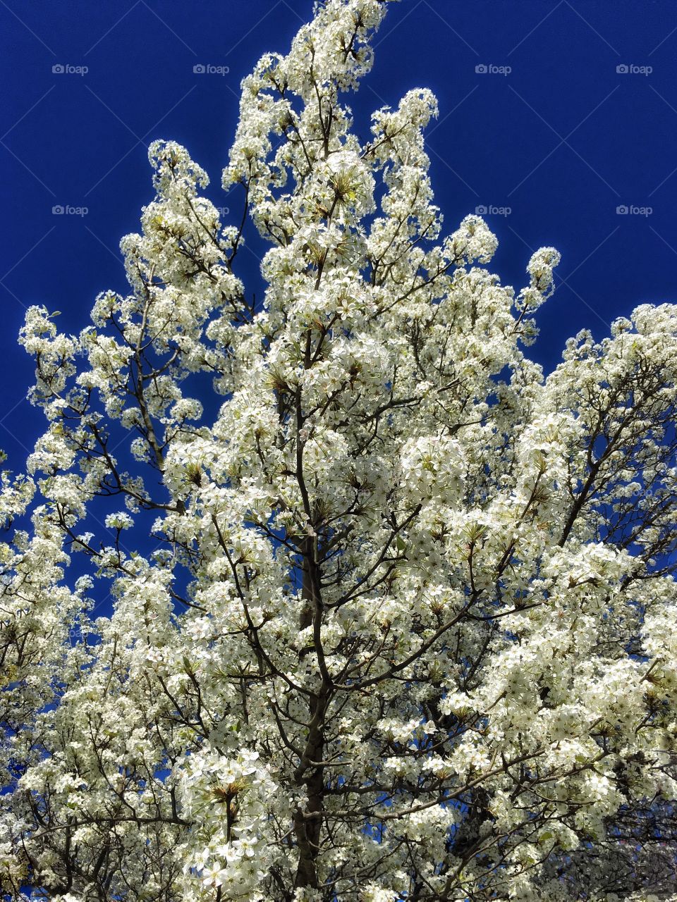 Beautiful white flowers blooming on tree