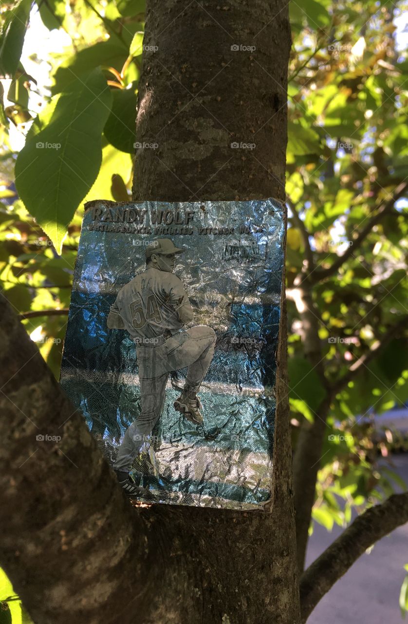 Tree ghost-Randy Wolf