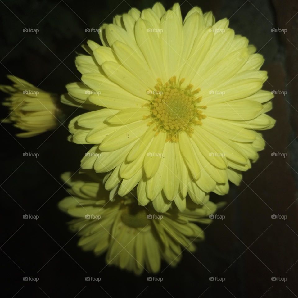 Chrysanthemum