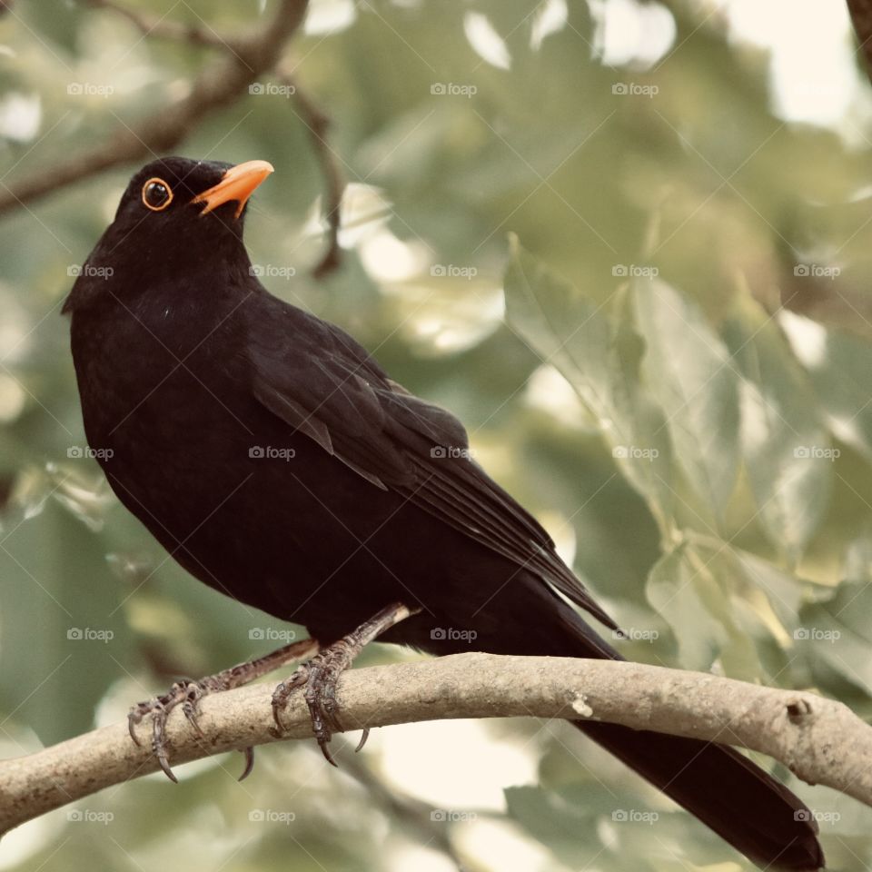 Blackbird