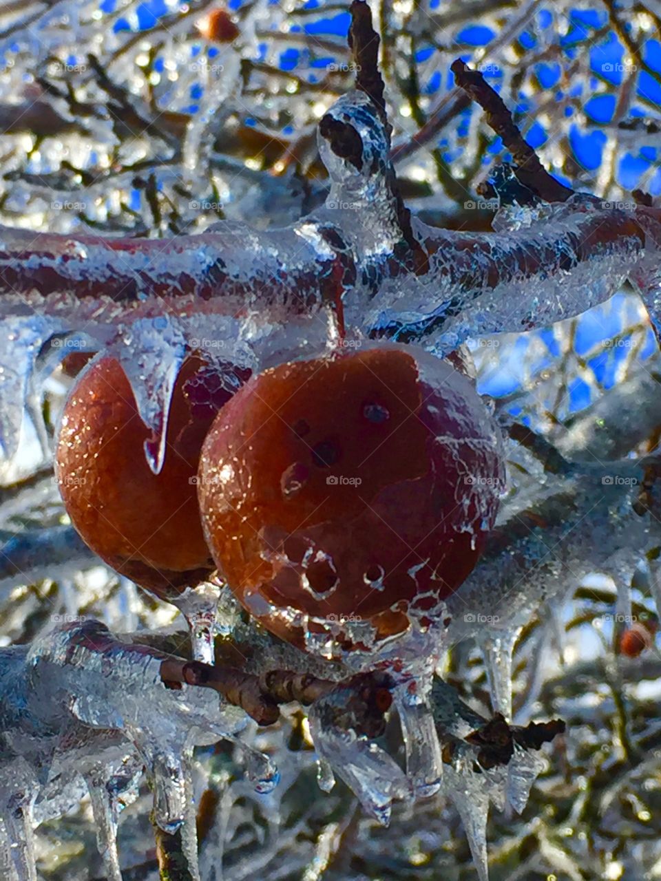 Icy apples 