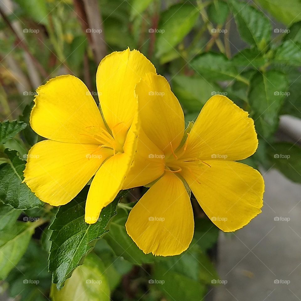 Yellow flowers