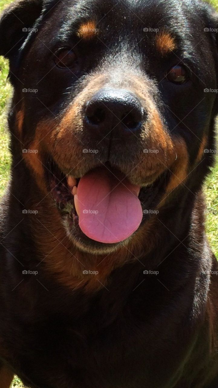Rottie 