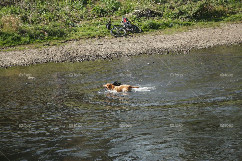 Dogs playing and swimming in the river