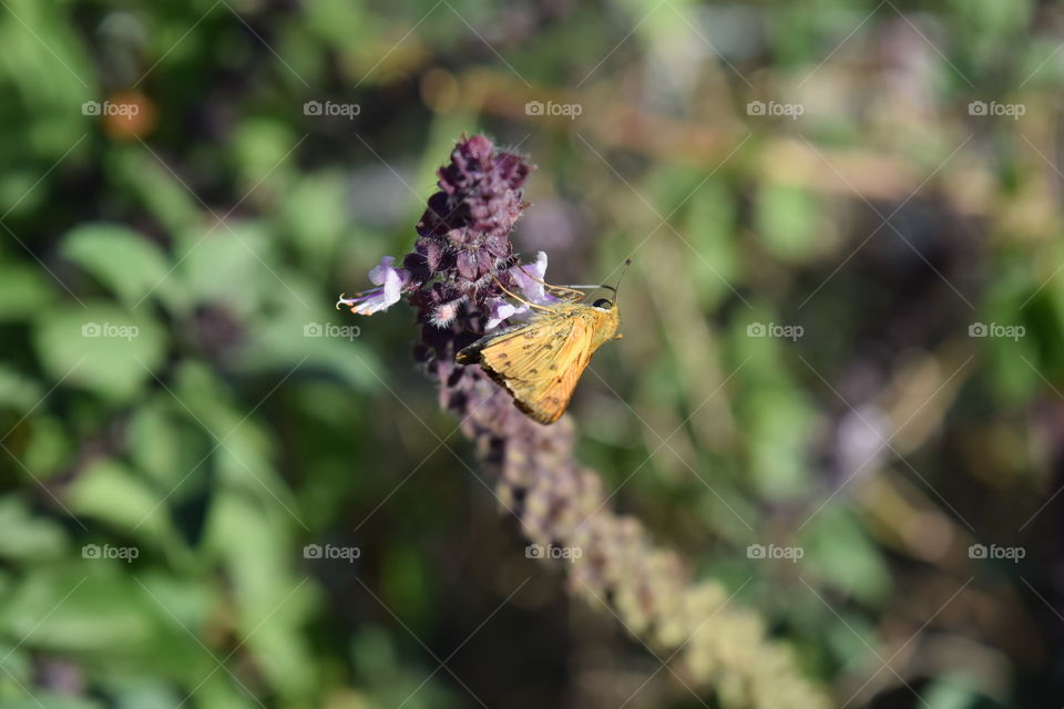 Butterfly Closeup 