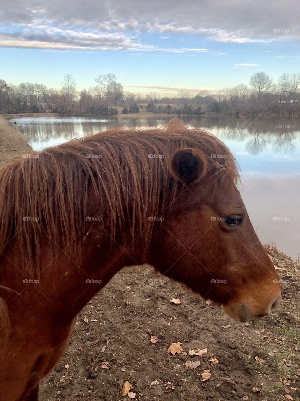 Horse at Holiday Lake