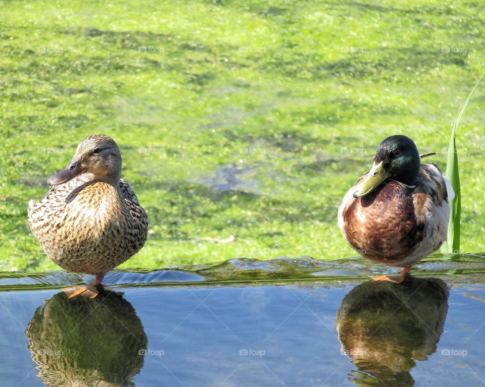 Two ducks at the edge of a pond