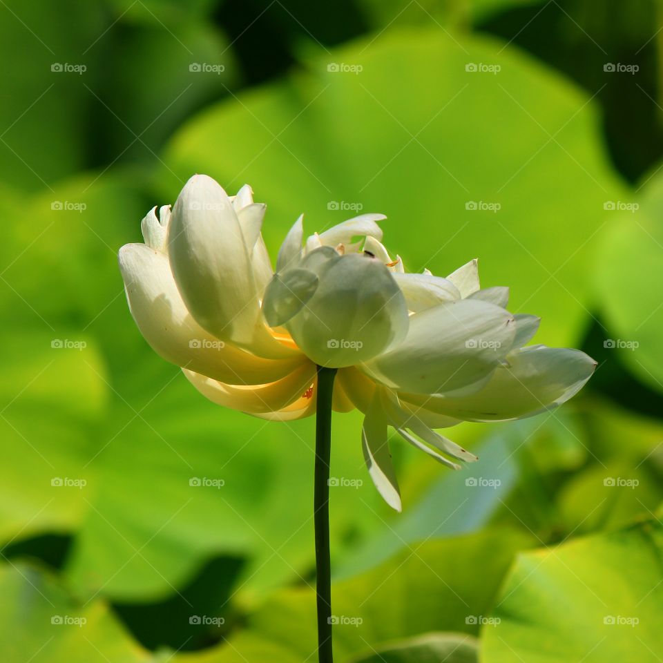 Close-up of white lily