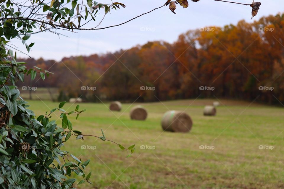 Look at all that hay