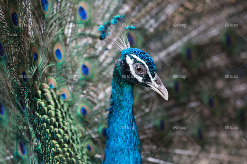 peacock