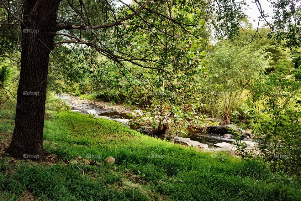 Peaceful Creek. Nature scene