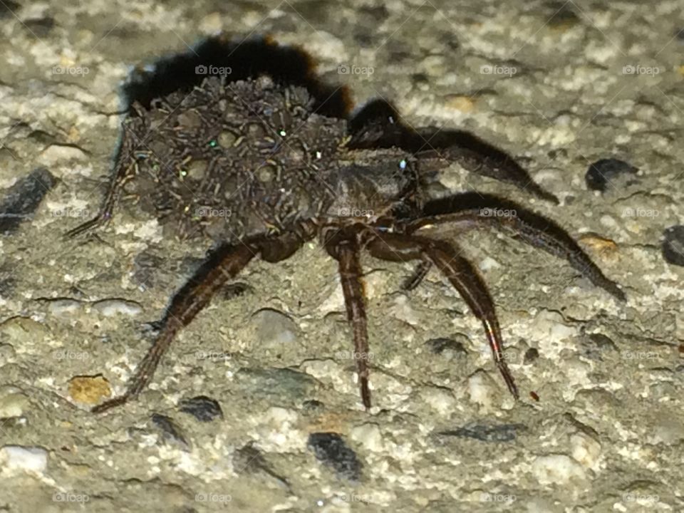 Wolf spider carrying her babies

