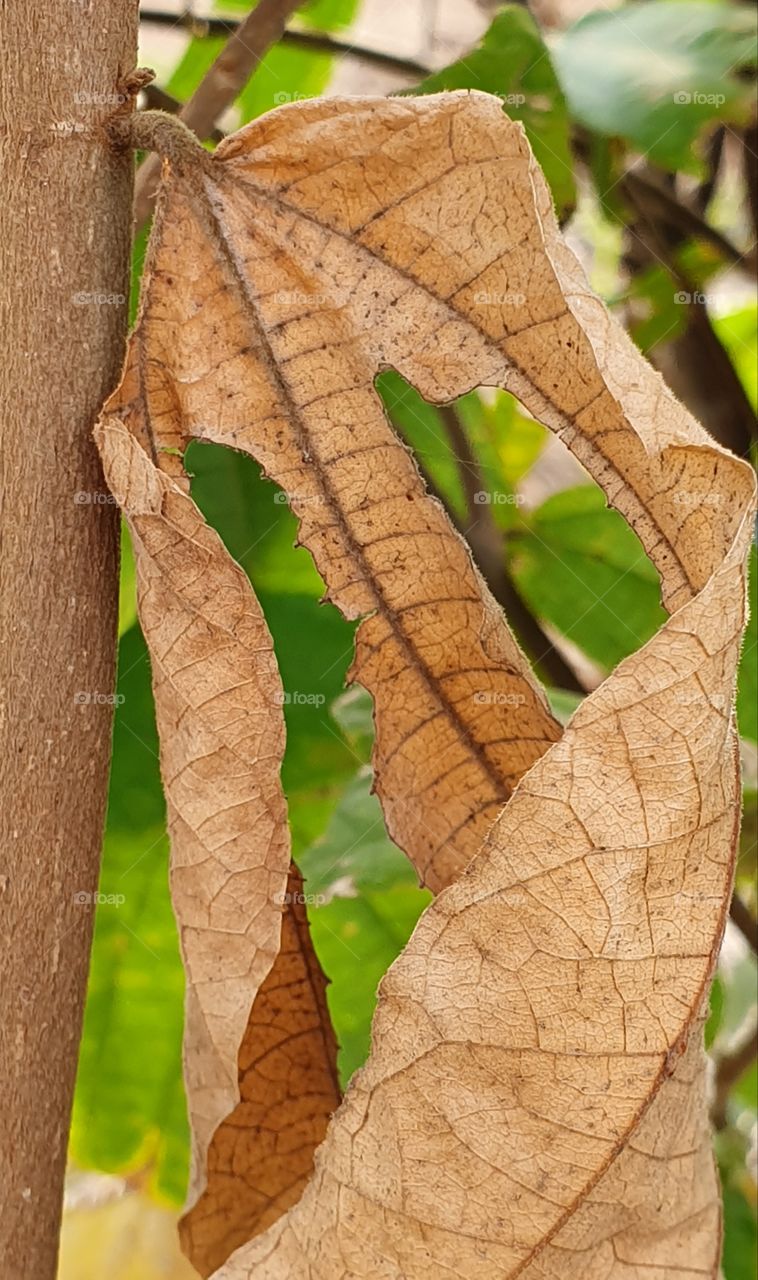 dried leaves eaten by caterpillars