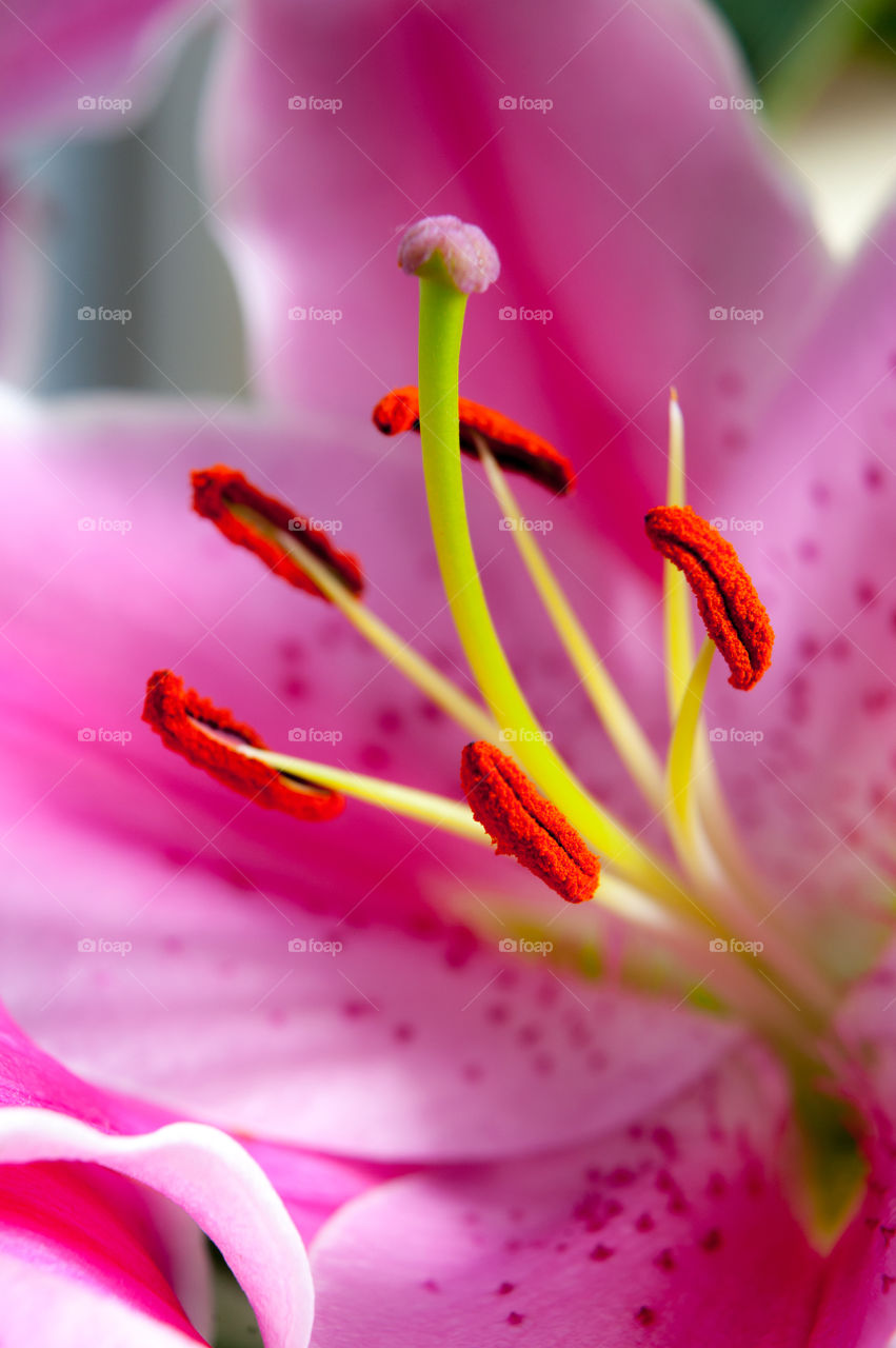 Close-up of stamen in flowers