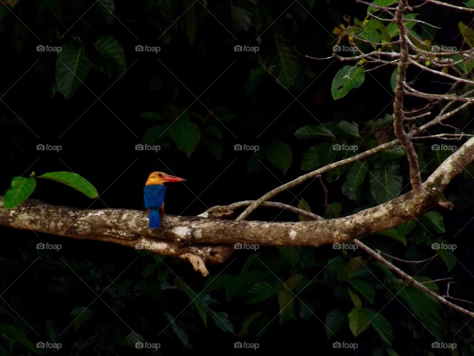 Kingfisher on a branch beyond the rainforest, Borneo