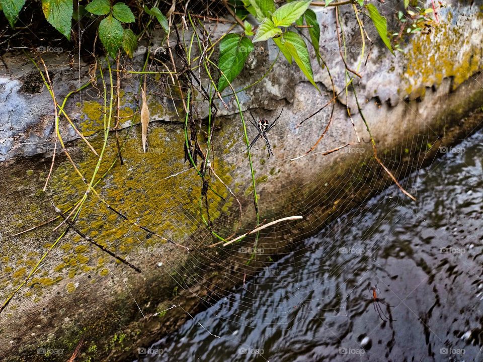 Wastewater flow into ditches with moss, bad water from the city, water pollution. Above the sewer waste there is a spiderweb