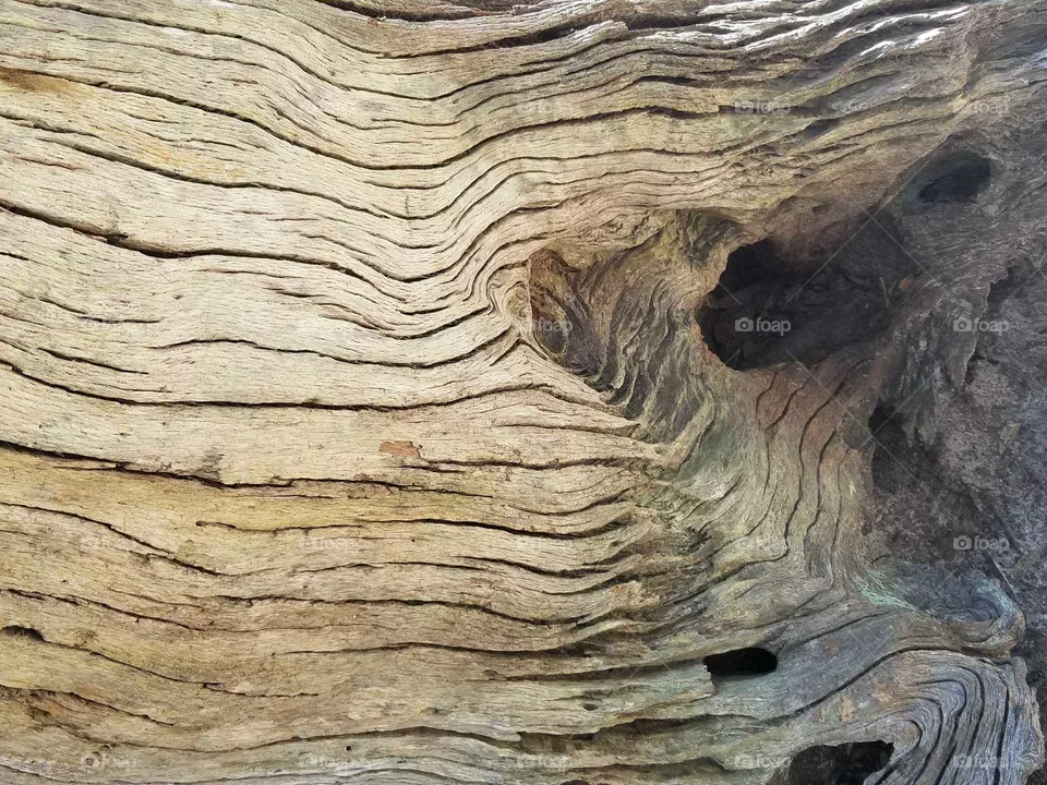tree grains
